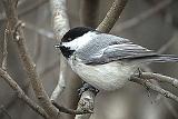 Black-capped Chickadee_DSCF00223